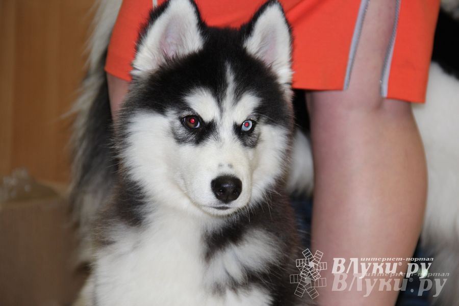 Всероссийская выставка собак в Великих Луках (фото)