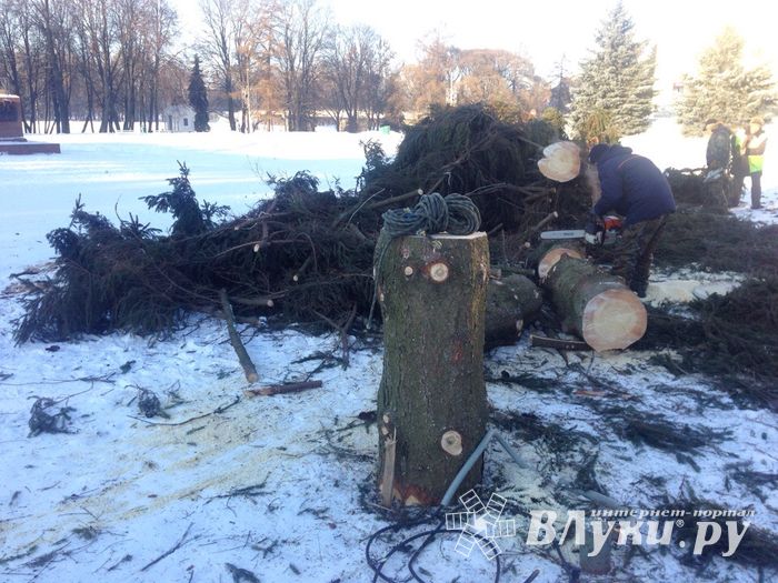 Главная ёлка города попрощалась с великолучанами (ФОТО)