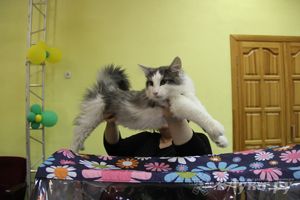 В Великих Луках прошла выставка кошек (фото)