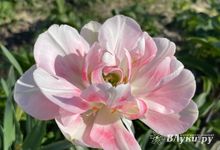 Прогноз погоды на 31 мая в Великих Луках