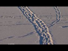 Импульс-ТВ: Выход на лед запрещен