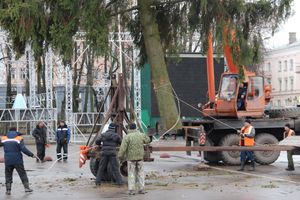 Сегодня в Великие Луки привезли главную новогоднюю ёлку (фото)