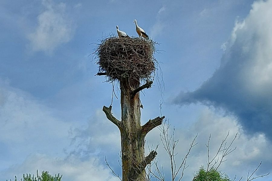 Гнездо в Бешкино, Гдовский район Псковской области. Фото Ирины Егоровой