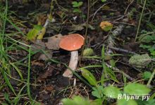 Прогноз погоды на 14 августа в Великих Луках