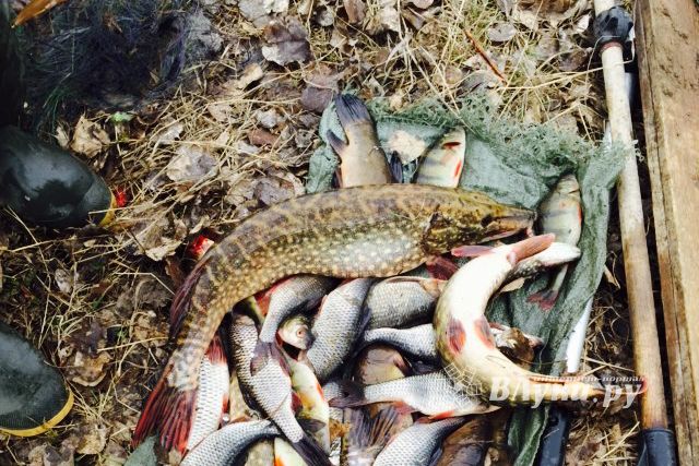 Фото предоставлено Северо-Западным территориальным Росрыболовством