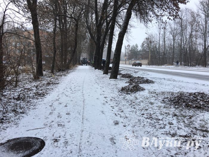 На проспекте Гагарина идет формовка деревьев (ФОТО)