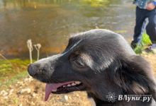 Тепловой стресс: что это такое и как его измеряют?