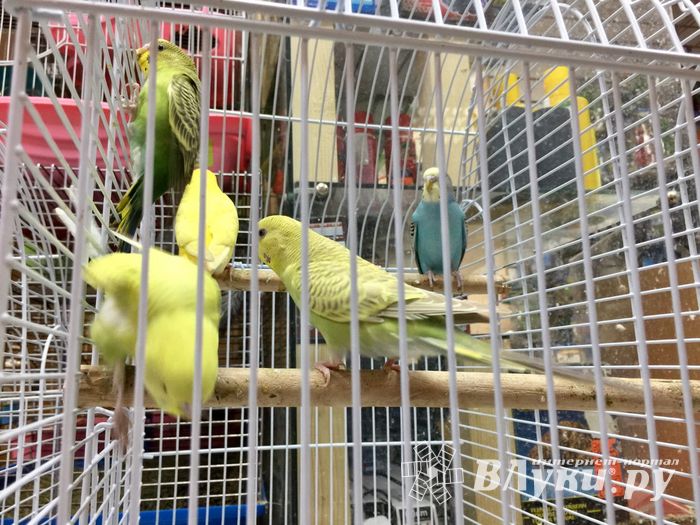 «Zooбастики»: подарите праздник своим любимцам! (ФОТО+ВИДЕО)