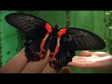 Перец-Рапид: Выставка живых бабочек