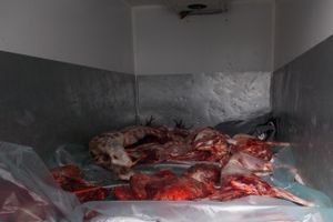 На границу Псковской области задержан белорус, перевозивщий туши диких животных (фото)