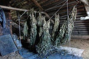 В Псковской области 25-летний парень «насушил» на зиму более 5 кг мака (фото)