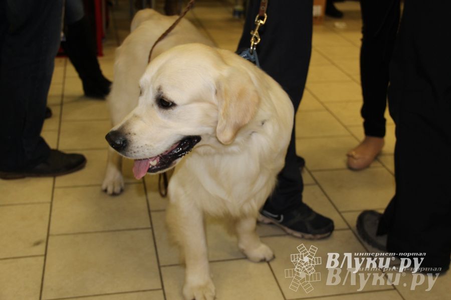 Всероссийская выставка собак в Великих Луках (фото)