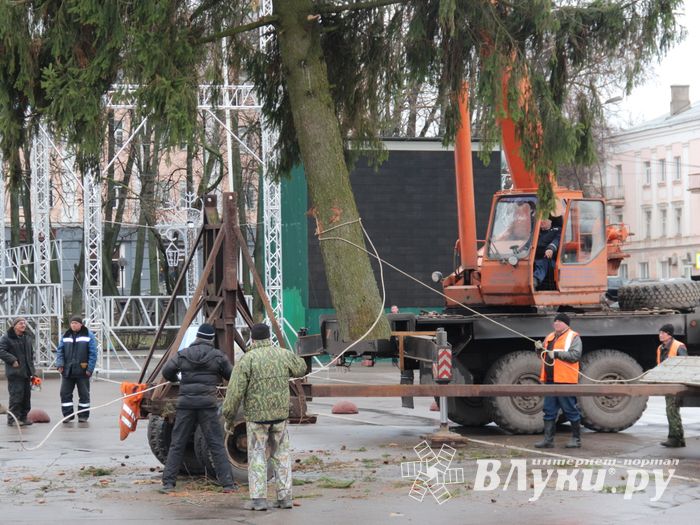 Сегодня в Великие Луки привезли главную новогоднюю ёлку (фото)