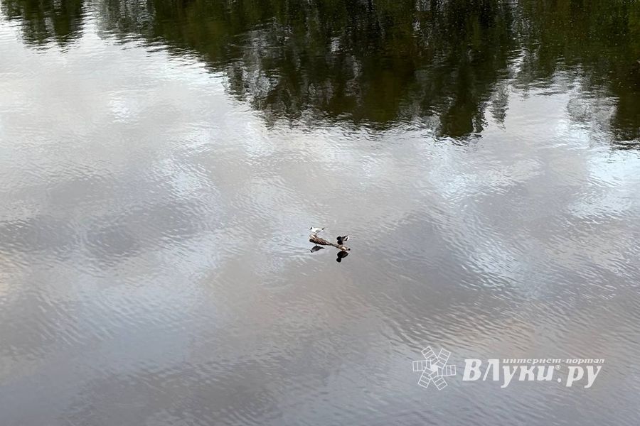 ВЛуки.ру