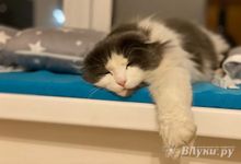 Прогноз погоды в Великих Луках на 20 ноября