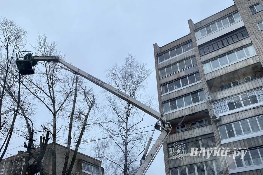 В Великих Луках ведут формовку деревьев (ФОТО)