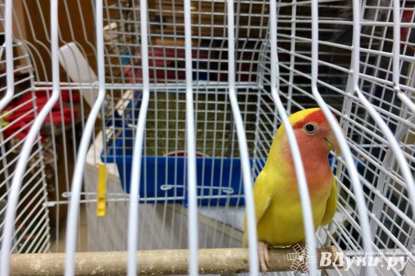 «Zooбастики»: подарите праздник своим любимцам! (ФОТО+ВИДЕО)