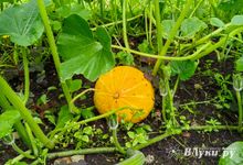 Сегодня в Великих Луках воздух прогреется до +23