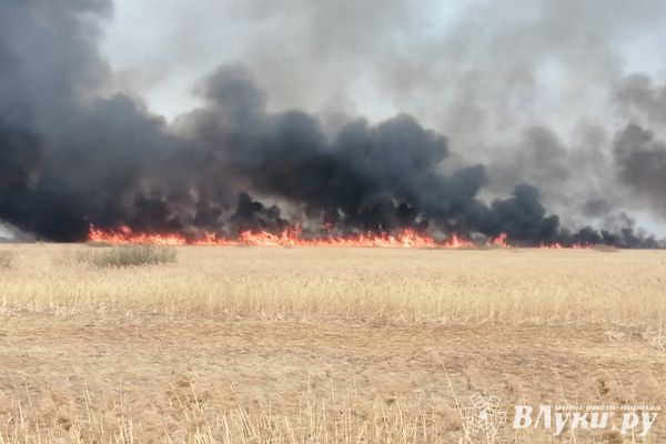 Россельхознадзор напоминает гражданам о запрете выжигания сухой растительности