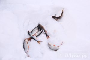 Подведены итоги Открытого чемпионата Великих Лук по рыболовному спорту (фото)