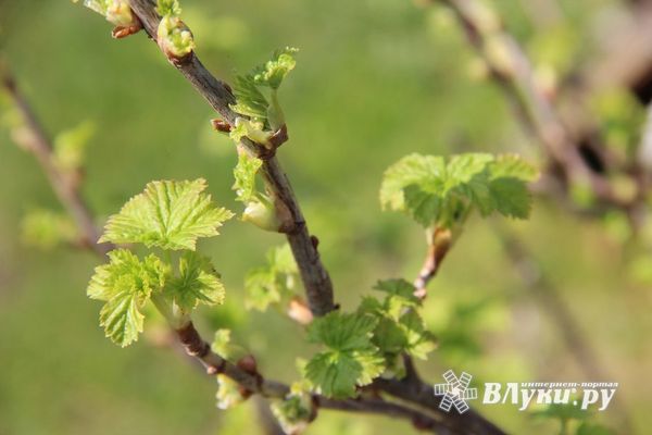 Температура выше нормы ожидается в апреле в Псковской области