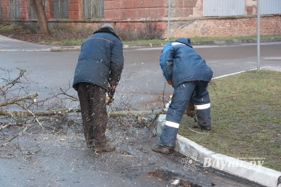 В Великих Луках дерево упало на проезжую часть 