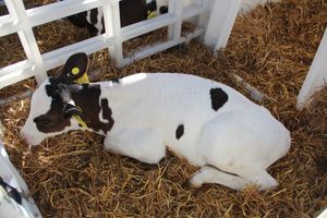 Торговая ярмарка «Осень-2016» прошла в Великих Луках (ФОТО)