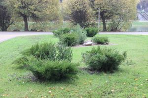 Теперь и в Великих Луках есть что потереть на удачу (ФОТО)