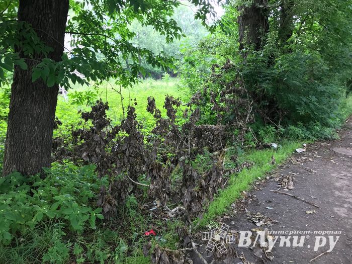 Грозы добавляют неухоженности Великим Лукам (ФОТО)