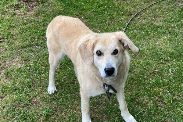 В Псковской области пострадавшей от укуса собаки девочке выплатили денежную компенсацию