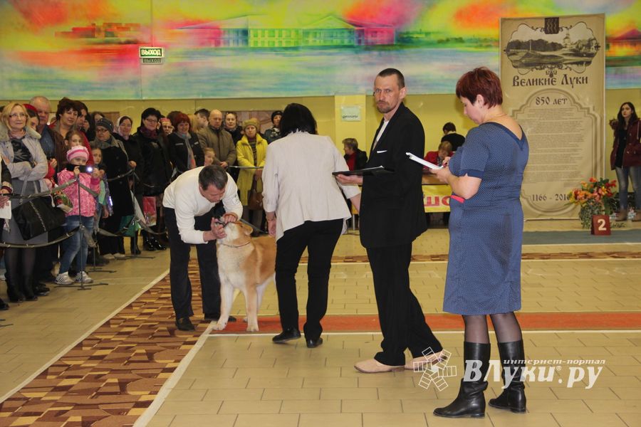 Всероссийская выставка собак в Великих Луках (фото)
