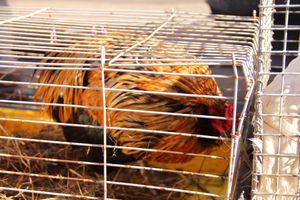 Торговая ярмарка «Осень-2016» прошла в Великих Луках (ФОТО)