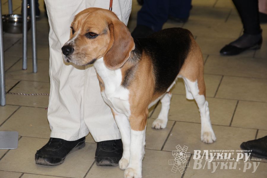 Всероссийская выставка собак в Великих Луках (фото)
