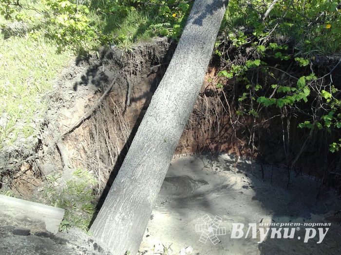 В Великих Луках дерево упало на провода (ФОТО)