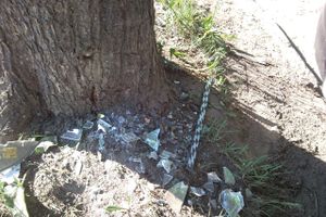 В Великих Луках ВАЗ-2110 столкнулась с «Тойотой» и врезалась в дерево (ФОТО)