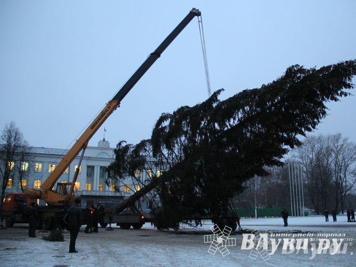 В Великих Луках установили новогоднюю елку (фото)