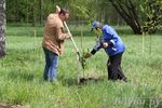 В Великих Луках посадили берёзы в рамках Всероссийской акции (ФОТО)