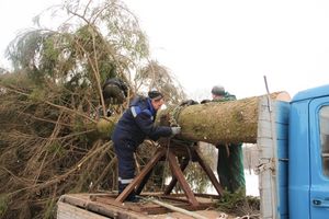 Ёлочка приехала! (ФОТО)