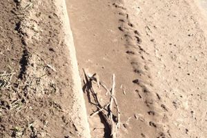 Снег ушел, пыль и грязь вернулись (фото)