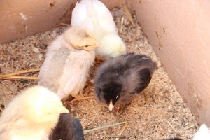 СТЦ «СтройСам» порадовал великолучан на универсальной ярмарке «Весна-2018» (ФОТО)