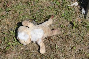 В страшном ДТП под Куньей погибли бабушка, дедушка и внучка (ФОТО)