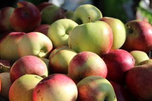 В Великих Луках прошла универсальная осенняя ярмарка (ФОТО)