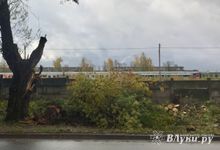 В Великих Луках более двух месяцев лежало поваленное дерево (ФОТО)
