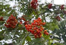 Прогноз погоды на 15 июля в Великих Луках