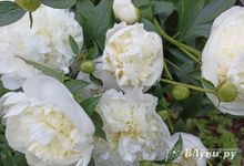 Сегодня великолучанам обещают переменную облачность