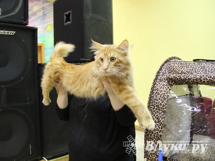 В Великих Луках прошла выставка кошек (фото)