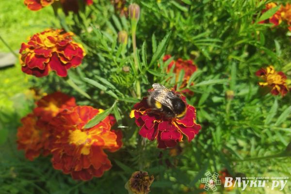 Прогноз погоды на 21 сентября в Великих Луках