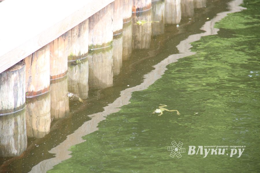 В Комендантском пруду установили сходни для лягушек (ФОТО)