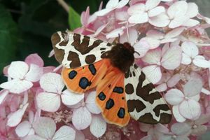 © ВЛуки.ру/Ирина Ловчая