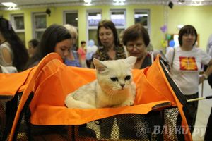 В Великих Луках прошла выставка кошек (фото)